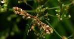 Piórolotek - Crombrugghia distans