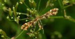 Piórolotek - Crombrugghia distans