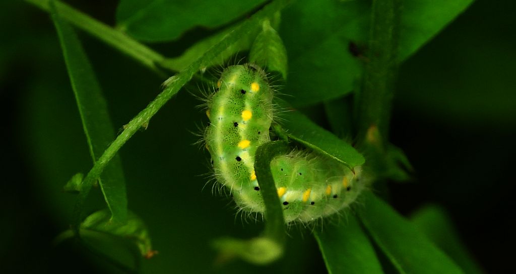 Kraśnik - Zygaena viciae