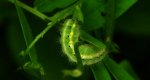 Kraśnik - Zygaena viciae