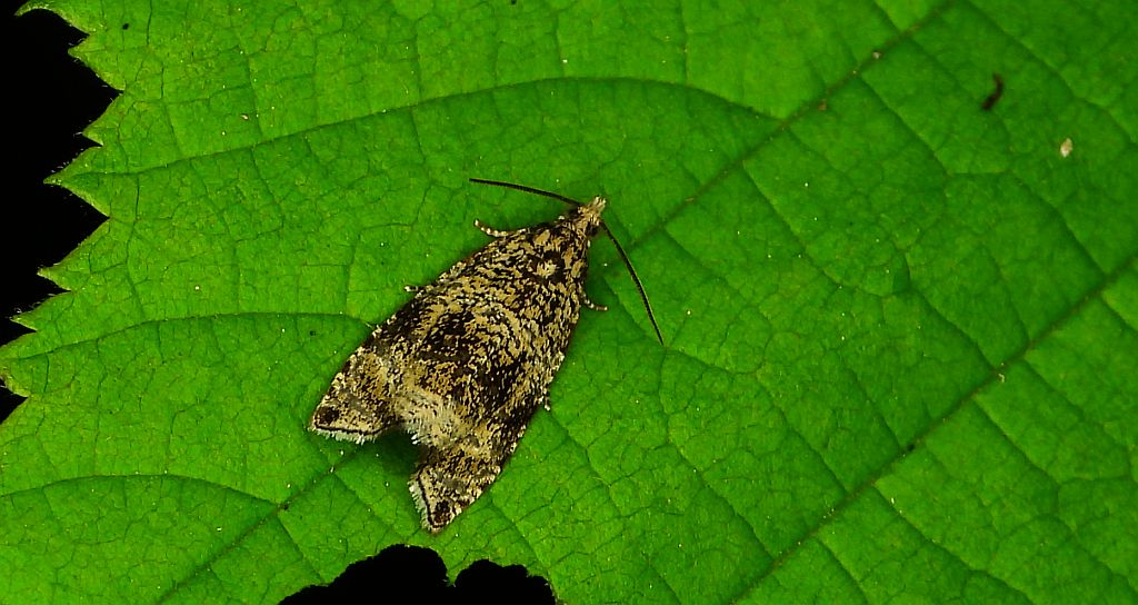 Celypha lacunana