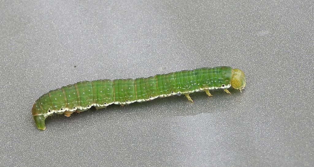 Bęsica kwietniówka (Archiearis parthenias)