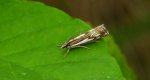 Wachlarzyk - Crambus alienellus
