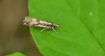 Wachlarzyk - Crambus alienellus
