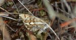 Poproch cetyniak (Bupalus piniarius, B. piniaria)