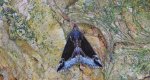Kotarnica jagodnica, rozszczepka jagodzianka (Hypena /Bomolocha/ crassalis)