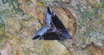 Kotarnica jagodnica, rozszczepka jagodzianka (Hypena /Bomolocha/ crassalis)