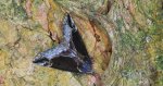 Kotarnica jagodnica, rozszczepka jagodzianka (Hypena /Bomolocha/ crassalis)