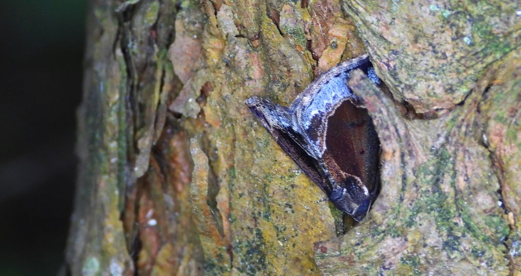 Kotarnica jagodnica, rozszczepka jagodzianka (Hypena /Bomolocha/ crassalis)