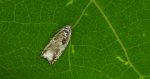 Rhopobota naevana