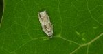 Rhopobota naevana