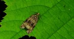 Celypha lacunana