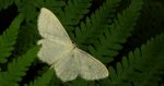Astenka białka (Asthena albulata)