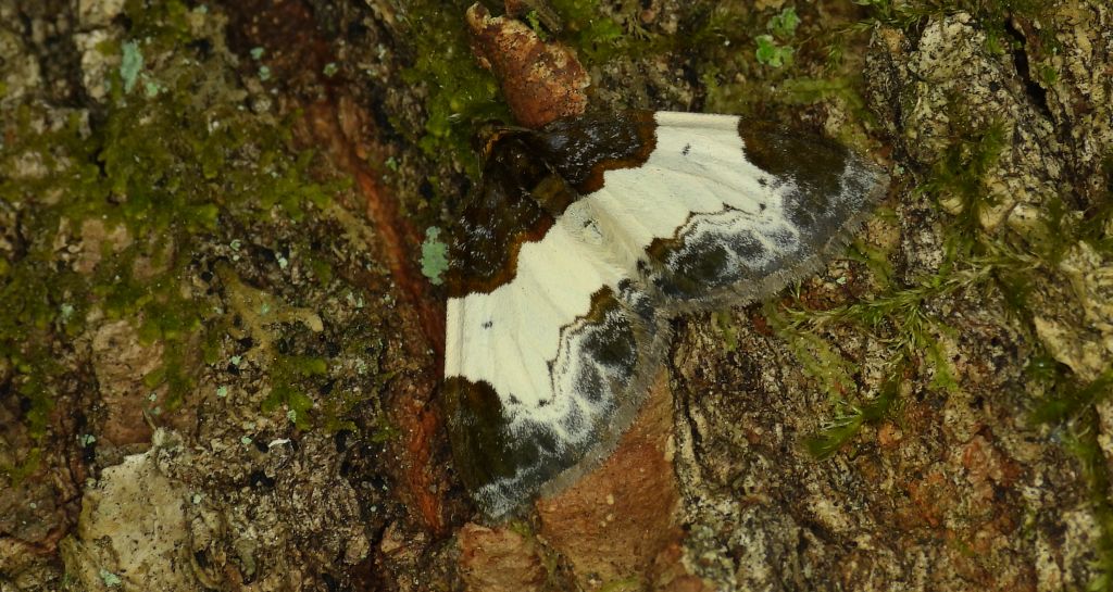 Paśnik maliniak (Mesoleuca albicillata)