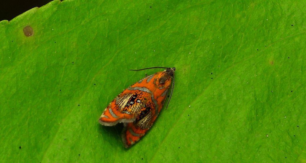 Zwójka tęczowana (Olethreutes arcuella)