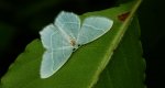 Miernik mleczak (Jodis lactearia)