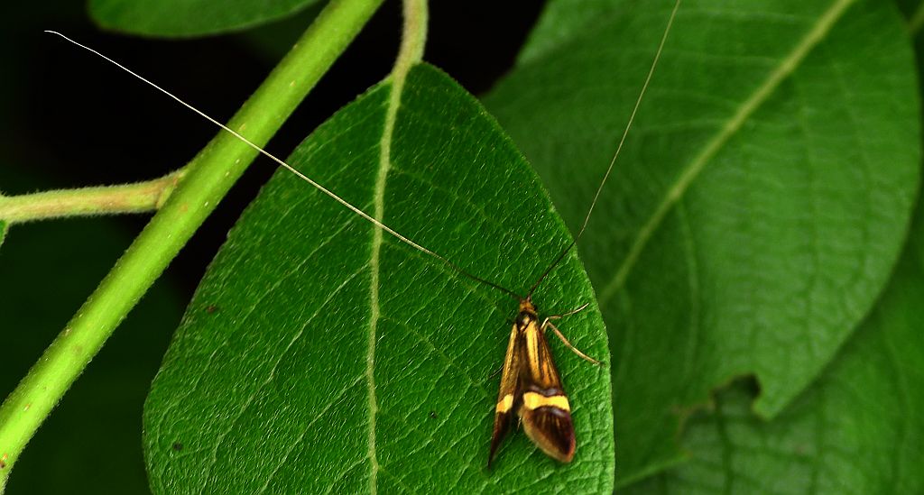 Wąsateczka zawilczaneczka (Nemophora degeerella)