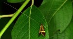 Wąsateczka zawilczaneczka (Nemophora degeerella)