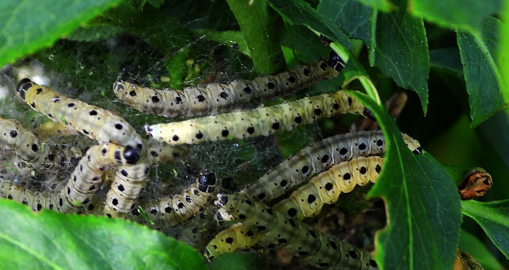Namiotnik jabłoniaczek (Yponomeuta malinellus)