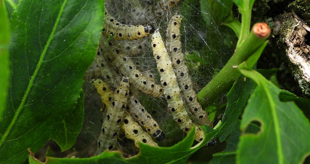 Namiotnik jabłoniaczek (Yponomeuta malinellus)