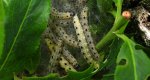 Namiotnik jabłoniaczek (Yponomeuta malinellus)