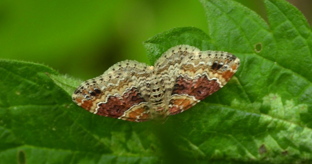 Paśnik cisawiak (Xanthorhoe spadicearia)
