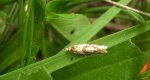 Cochylimorpha straminea