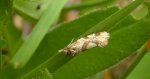 Cochylimorpha straminea