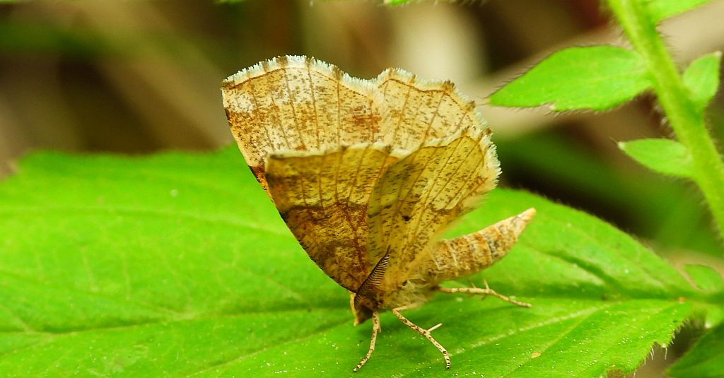 Cefis borówczak (Cepphis advenaria)