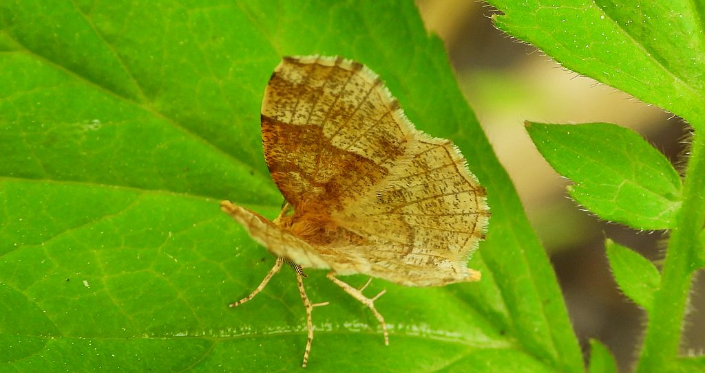 Cefis borówczak (Cepphis advenaria)
