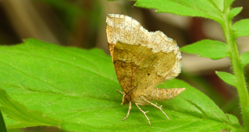 Cefis borówczak (Cepphis advenaria)
