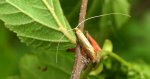 Wąsik - Nematopogon swammerdamella