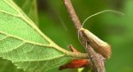 Wąsik - Nematopogon swammerdamella