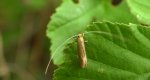 Wąsik - Nematopogon swammerdamella