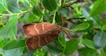 Barczatka malinówka (Macrothylacia rubi)