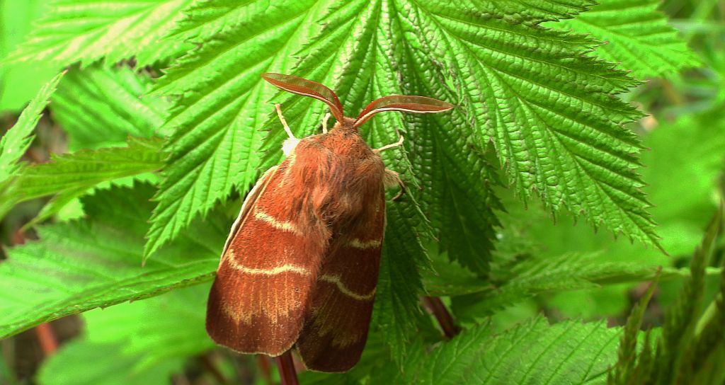 Barczatka malinówka (Macrothylacia rubi)