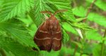 Barczatka malinówka (Macrothylacia rubi)