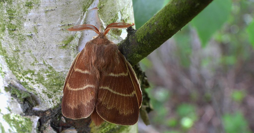 Barczatka malinówka (Macrothylacia rubi)