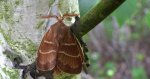 Barczatka malinówka (Macrothylacia rubi)