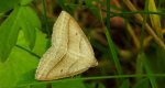 Skalniak orliczak (Petrophora chlorosata)