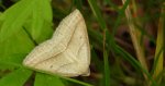 Skalniak orliczak (Petrophora chlorosata)