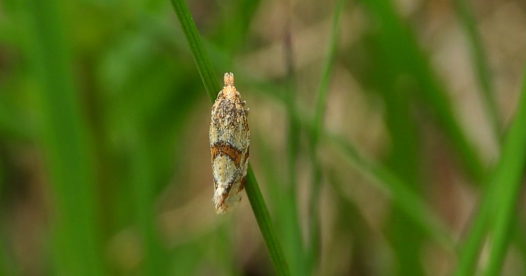 Cochylimorpha straminea