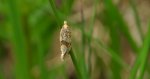 Cochylimorpha straminea