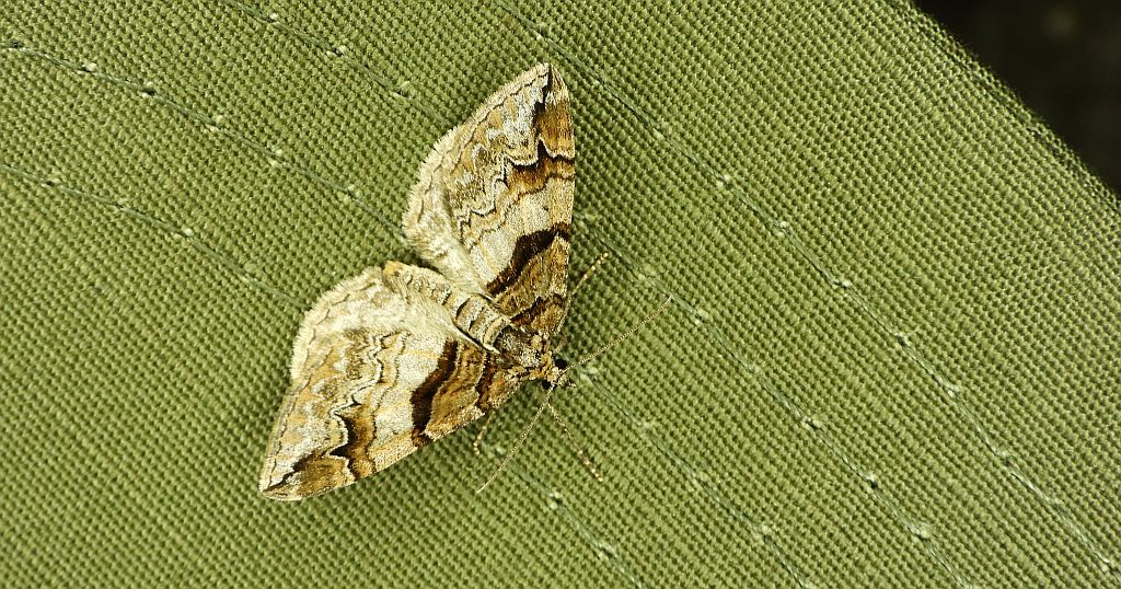 Paśnik berberysek (Pareulype berberata)