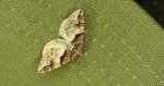 Paśnik berberysek (Pareulype berberata)