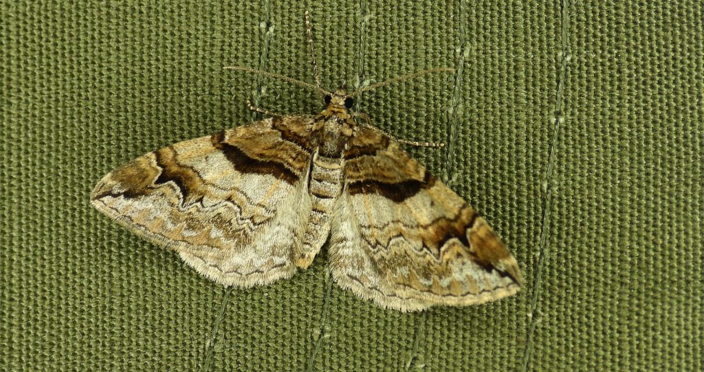 Paśnik berberysek (Pareulype berberata)