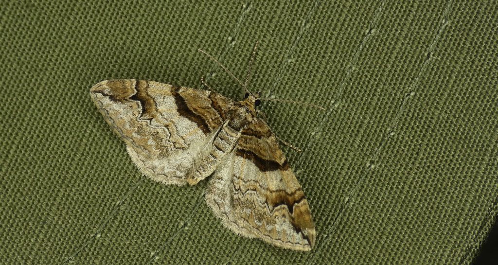 Paśnik berberysek (Pareulype berberata)