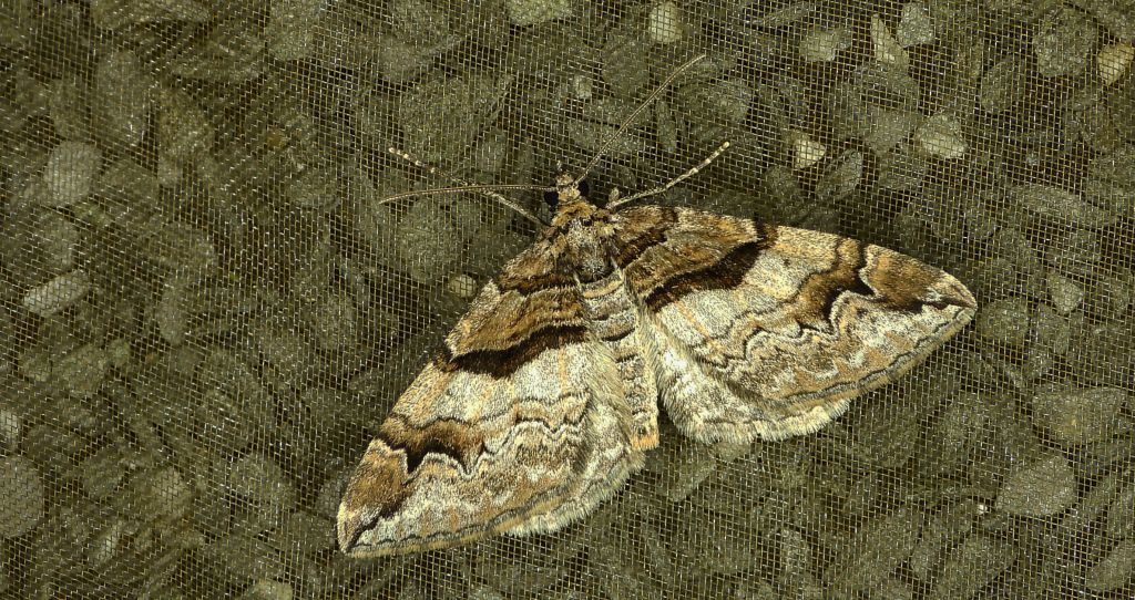 Paśnik berberysek (Pareulype berberata)