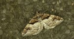 Paśnik berberysek (Pareulype berberata)