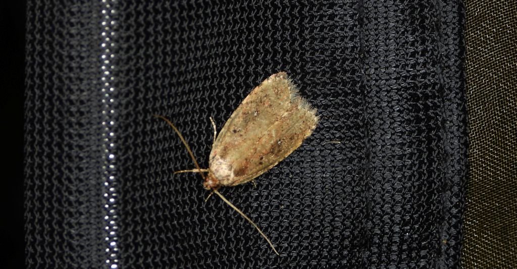 Agonopterix sp.
